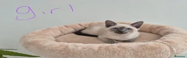 Siamese 5