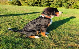 Bernese Mountain Dog dogs for sale: 5 month old stunning dog - Image 2