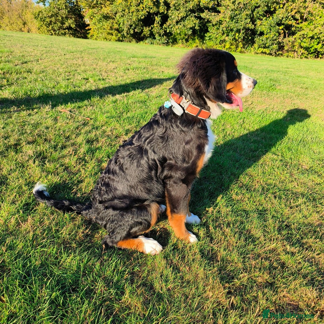 Bernese Mountain Dog dogs for sale: 5 month old stunning dog - Image 2