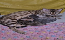 Bengal cats for sale: 6 pure bred TICA Bengals 😻 - Image 4