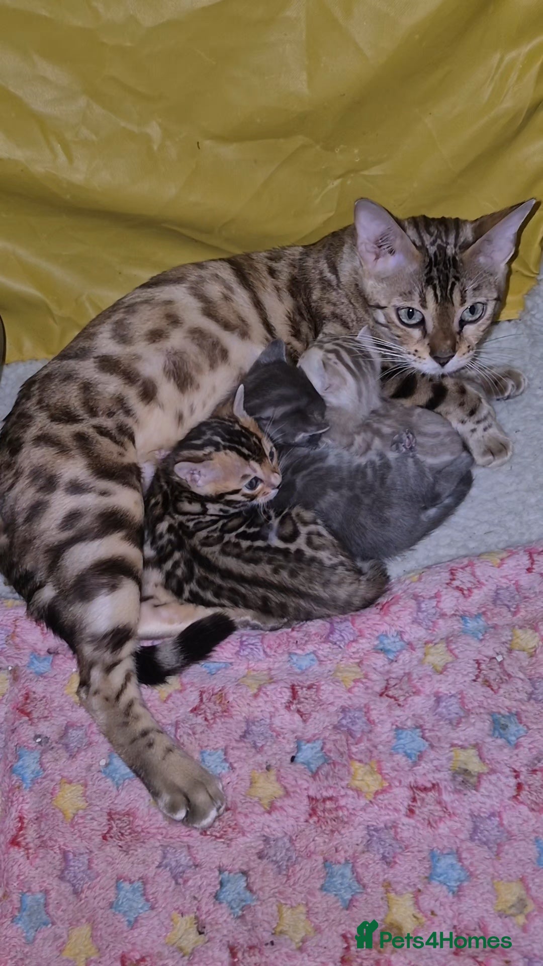 Bengal cats for sale: 6 pure bred TICA Bengals 😻 - Image 4