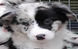 Border Collie dogs for sale: Stunning litter of blue merle border collies - Image 4