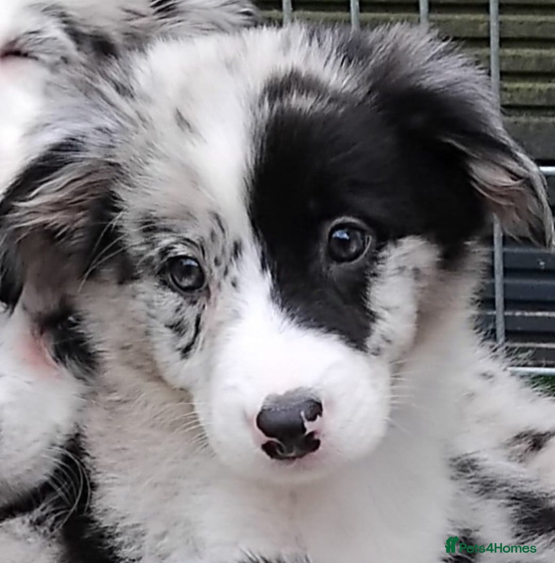 Border Collie dogs for sale: Stunning litter of blue merle border collies - Image 4
