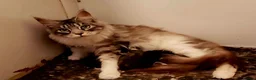 Maine Coon cats for sale: Pure Maine Coon Kittens Registered  - Advert 2