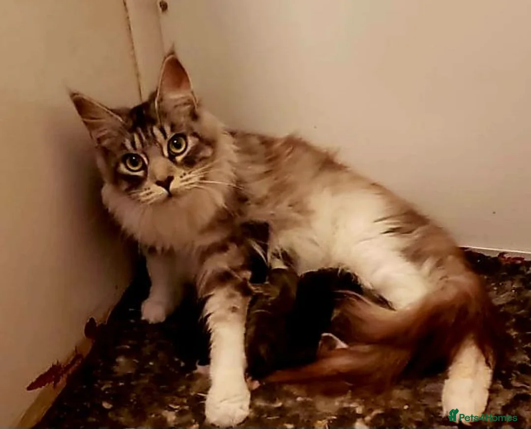 Maine Coon cats for sale: Pure Maine Coon Kittens Registered  - Advert 2
