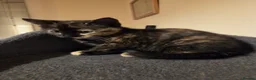 Mixed Breed cats for sale: Active, fun, healthy kittens  - Advert 9
