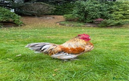 Chickens poultry for sale: 4 VERY HANDSOME HAND REARED SILKY MIX COCKERELS  - Image 16