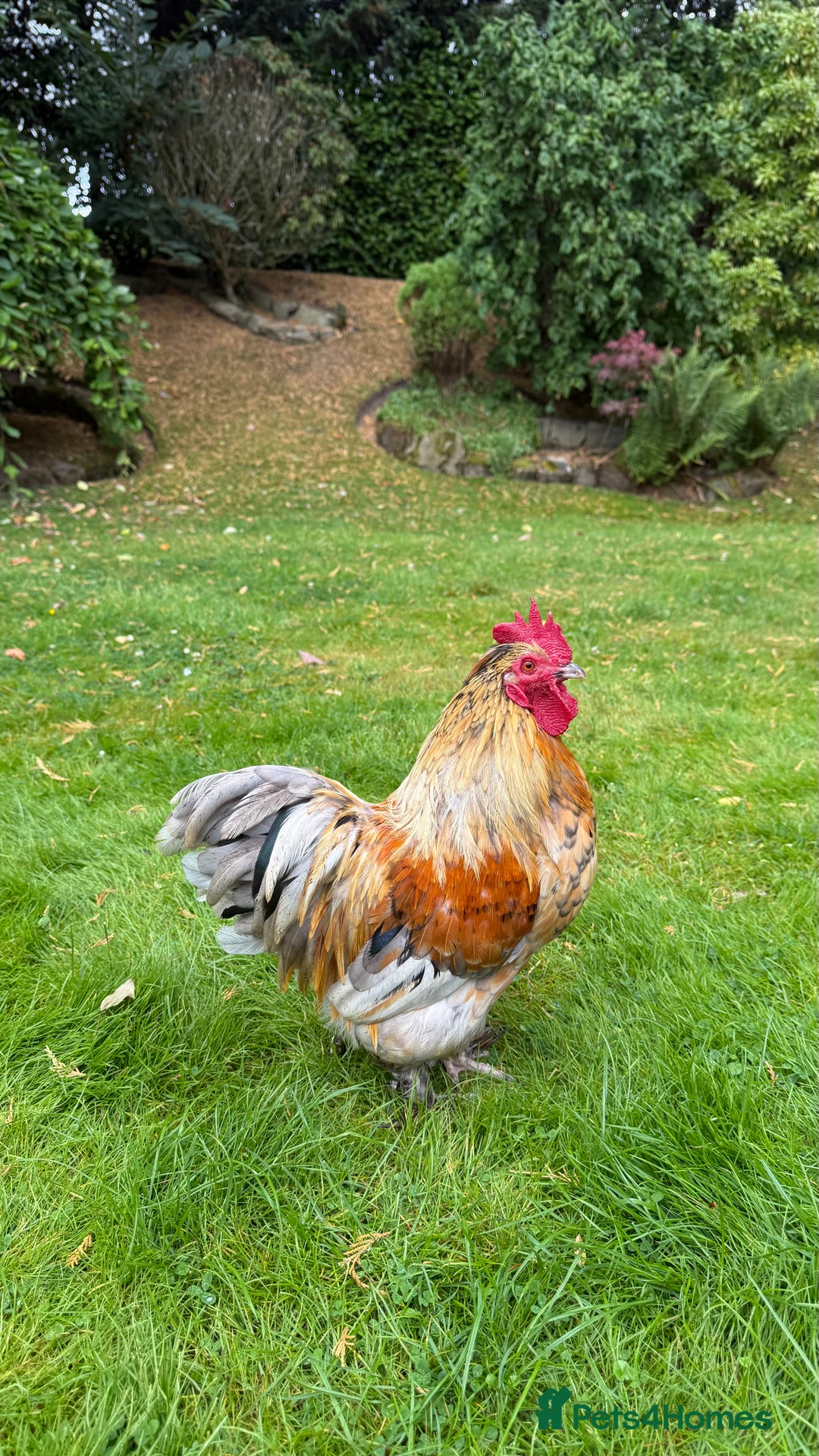 Chickens poultry for sale: 4 VERY HANDSOME HAND REARED SILKY MIX COCKERELS  - Image 16