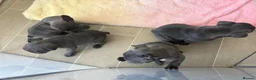 French Bulldog dogs for sale: Beautiful French bulldog puppies  - Advert 10