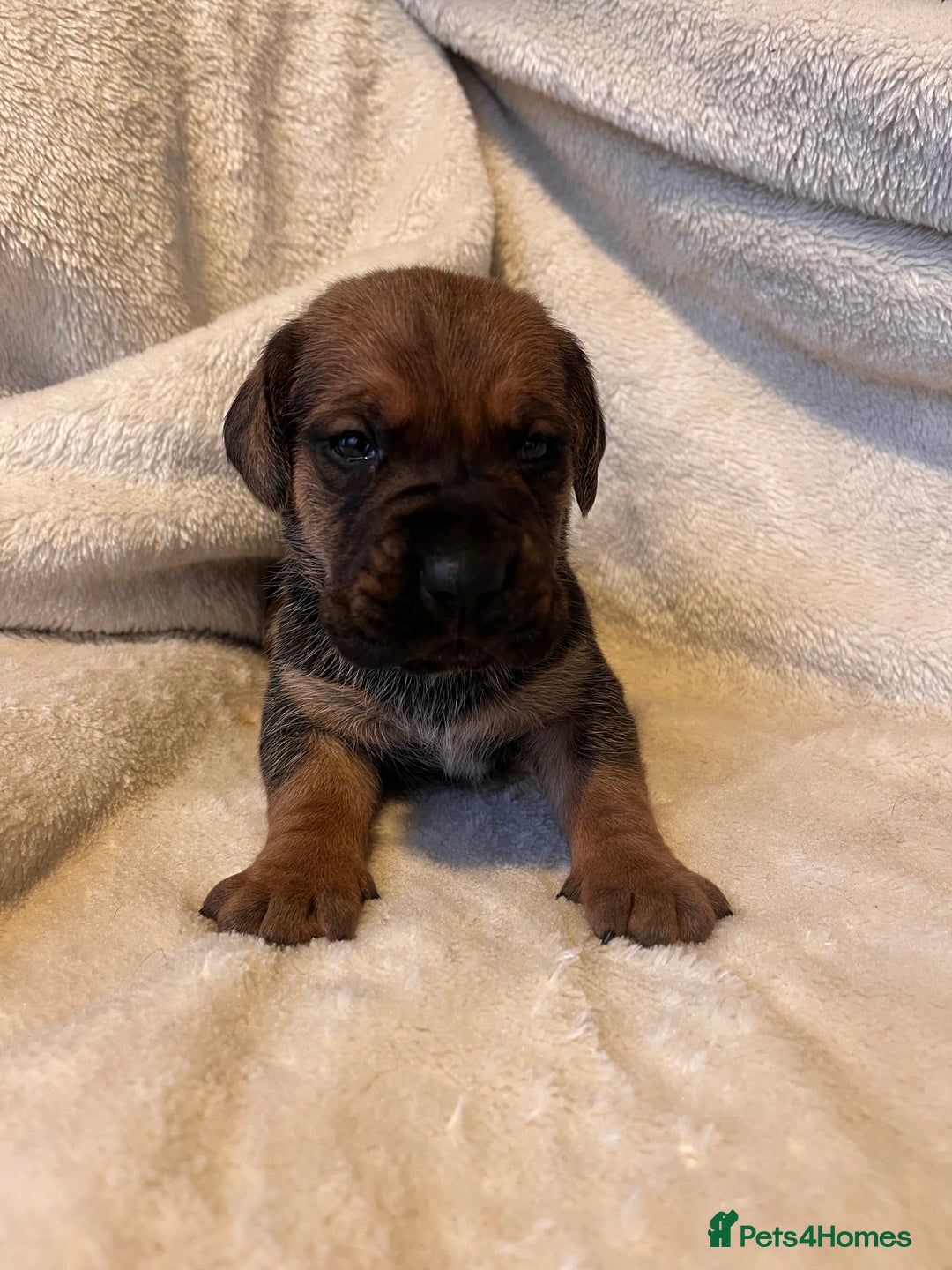 Cane Corso dogs for sale: Stunning Full Pedigree Cane Corso Puppies 🏆  - Advert 16