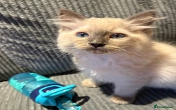Ragdoll cats for sale: Male ragdoll kitten (4 months old) - Image 4