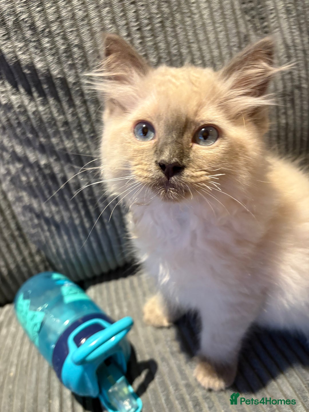Ragdoll cats for sale: Male ragdoll kitten (4 months old) - Image 4