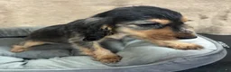 Cocker Spaniel dogs for sale: Adorable little show cocker spaniel pups  - Advert 16