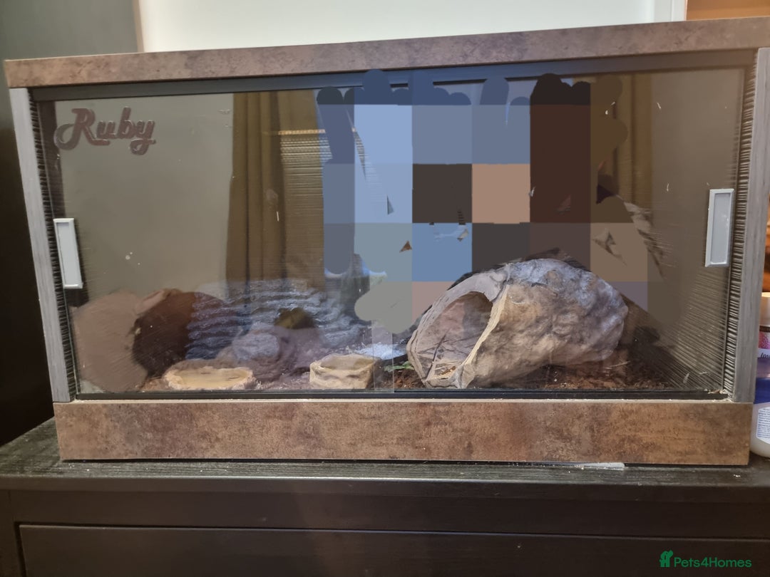 Gecko reptiles for sale: Leopard gecko  - Advert 4