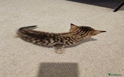 Mixed Breed cats for sale: Five Stunning Bengal X Kittens For Sale  - Image 22
