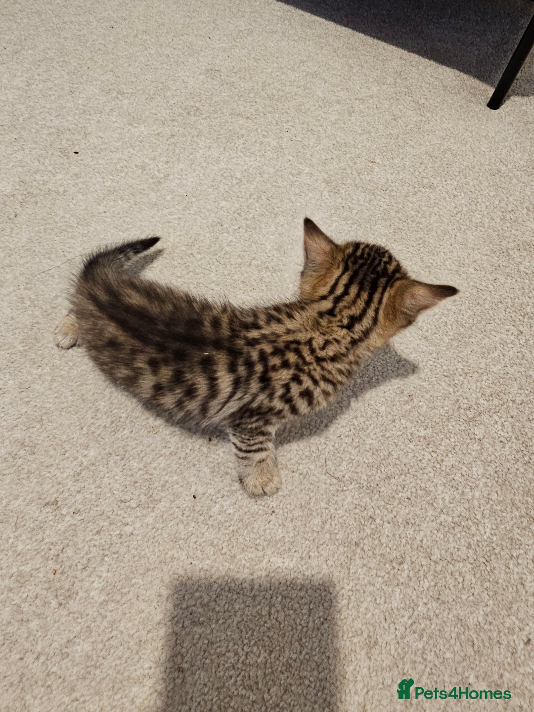 Mixed Breed cats for sale: Five Stunning Bengal X Kittens For Sale  - Image 22
