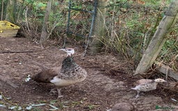 Peafowl poultry for sale: Peafowl chicks & peahen forsale - Image 4