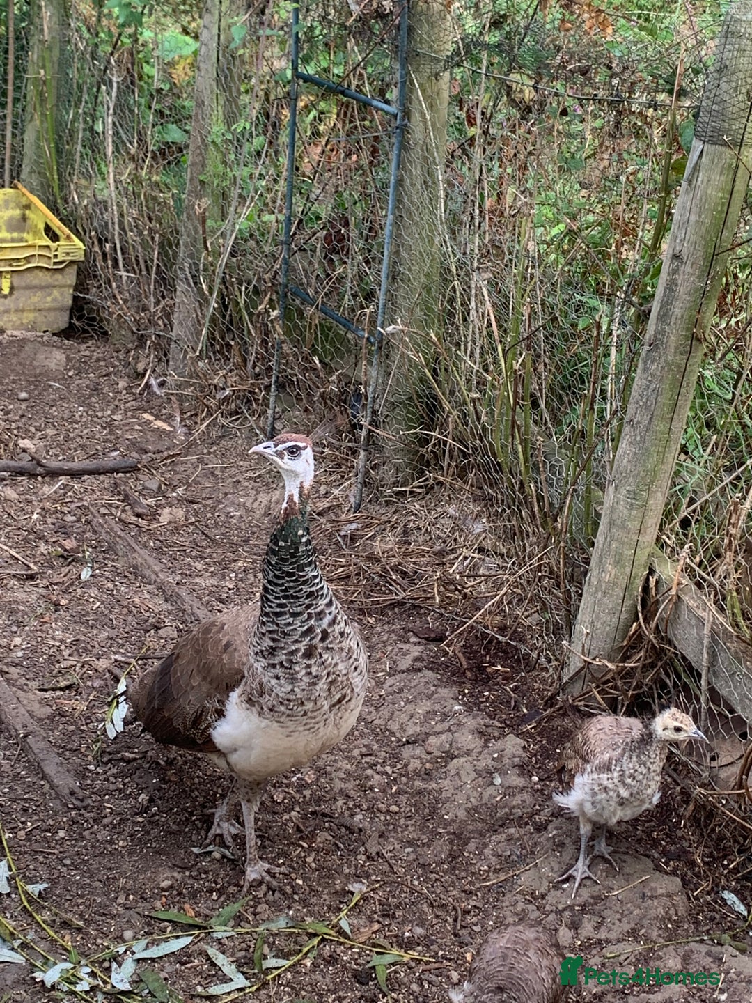 Peafowl poultry for sale: Peafowl chicks & peahen forsale - Image 4