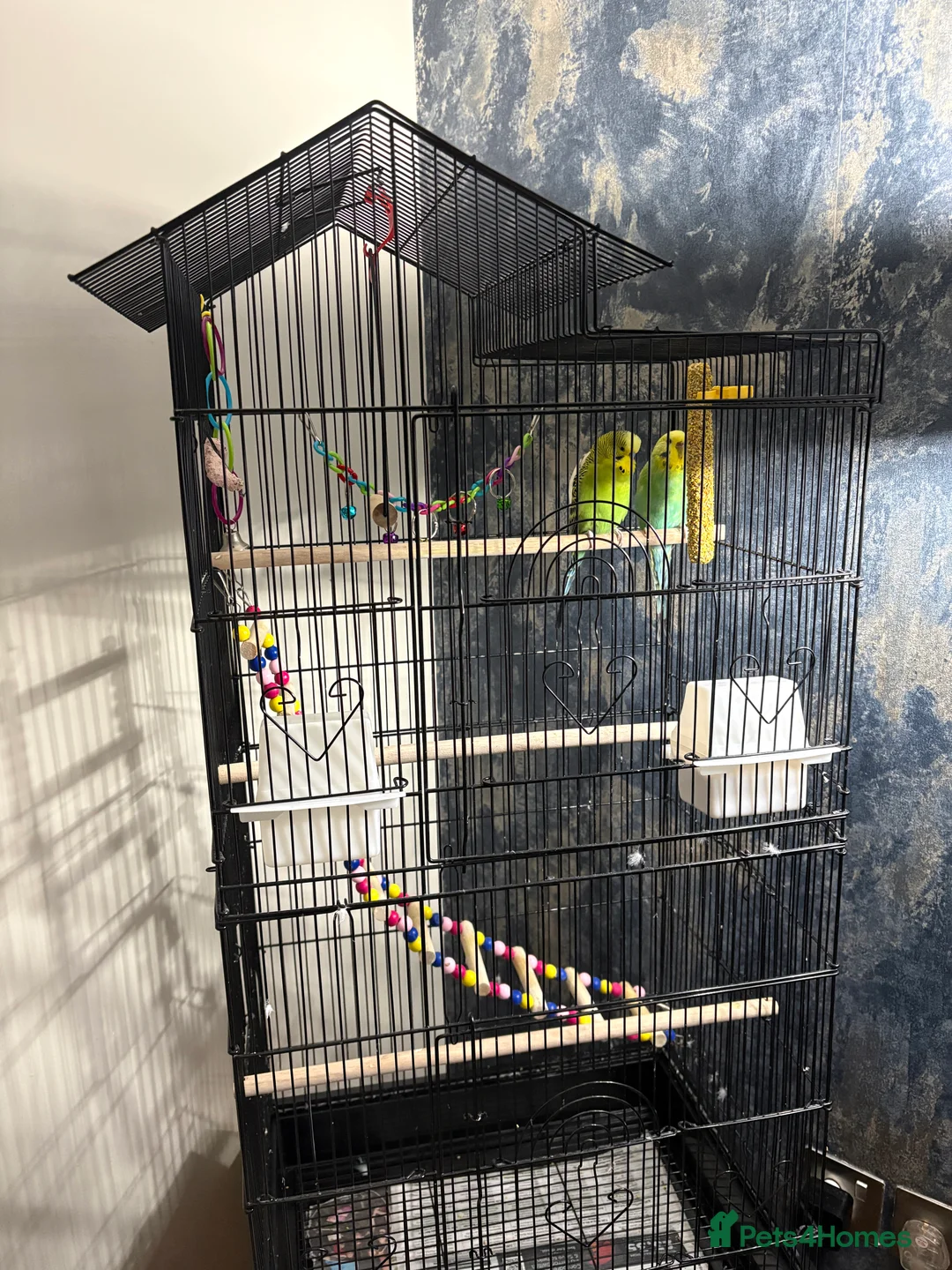 Budgerigars birds for sale: 2 budgies and full set up - Advert 2