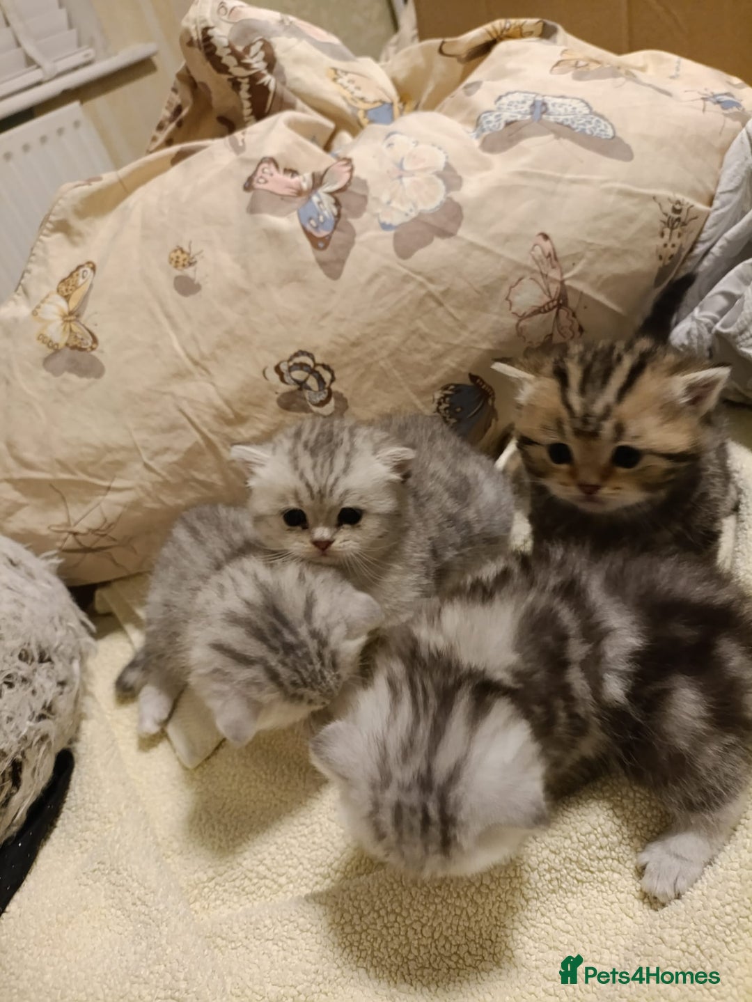 British Shorthair cats for sale: Beautiful  British Shorthair kittens  - Advert 26