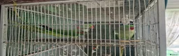 Parrots birds for sale: Pair Alexandrine Parakeets + Tall Wheeled Cage in Cannock - Advert 4
