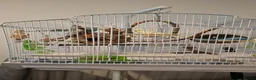 Budgerigars birds for sale: 2 budgies with the cage, the stand and food  - Advert 4