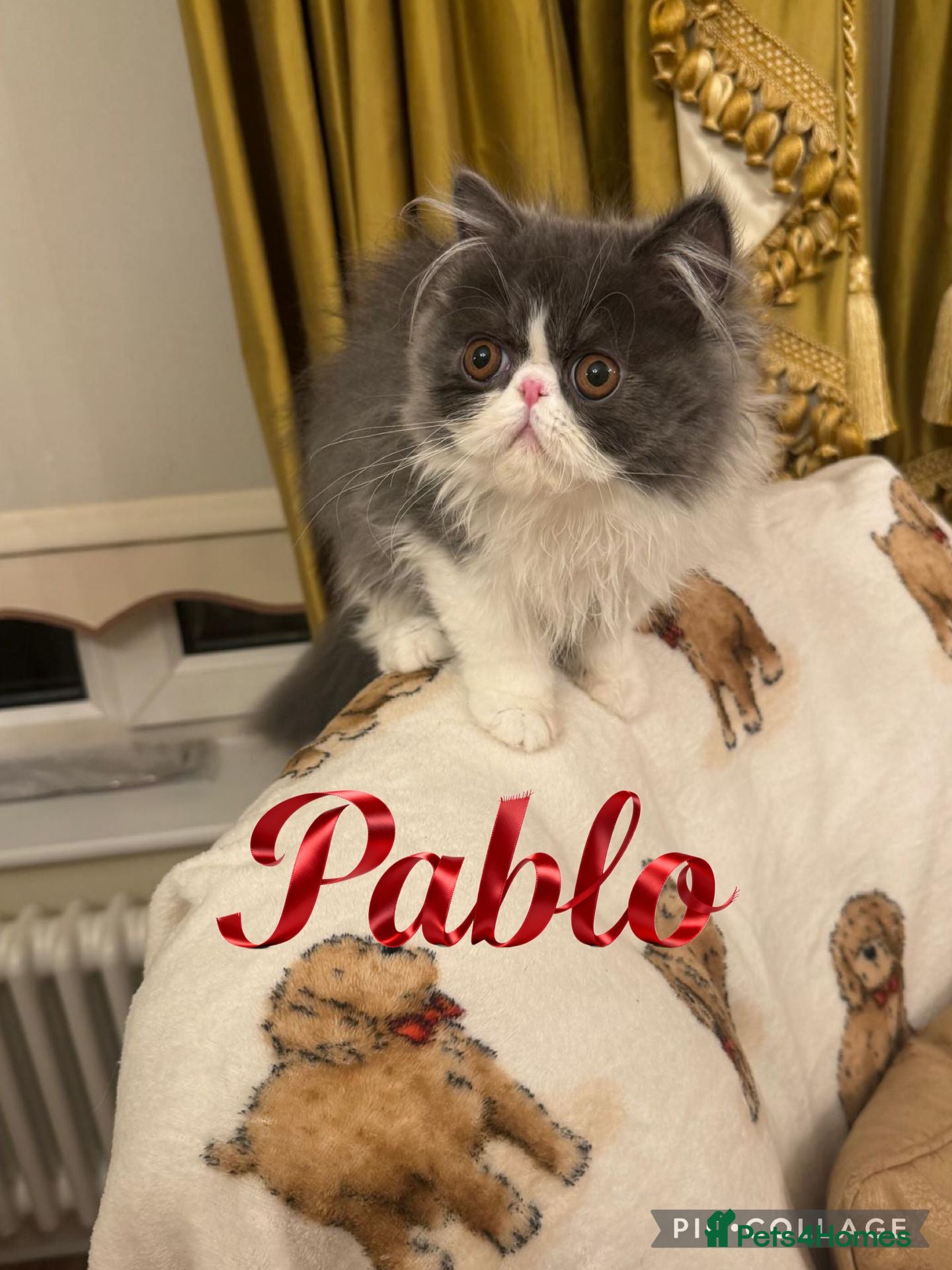 Persian cats PERSIAN KITTENS FOR SALE  - Advert 1