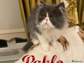 Persian cats PERSIAN KITTENS FOR SALE - Advert 1