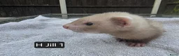 Ferret rodents for sale: Full, Semi & Half Angora Kits - Advert 15