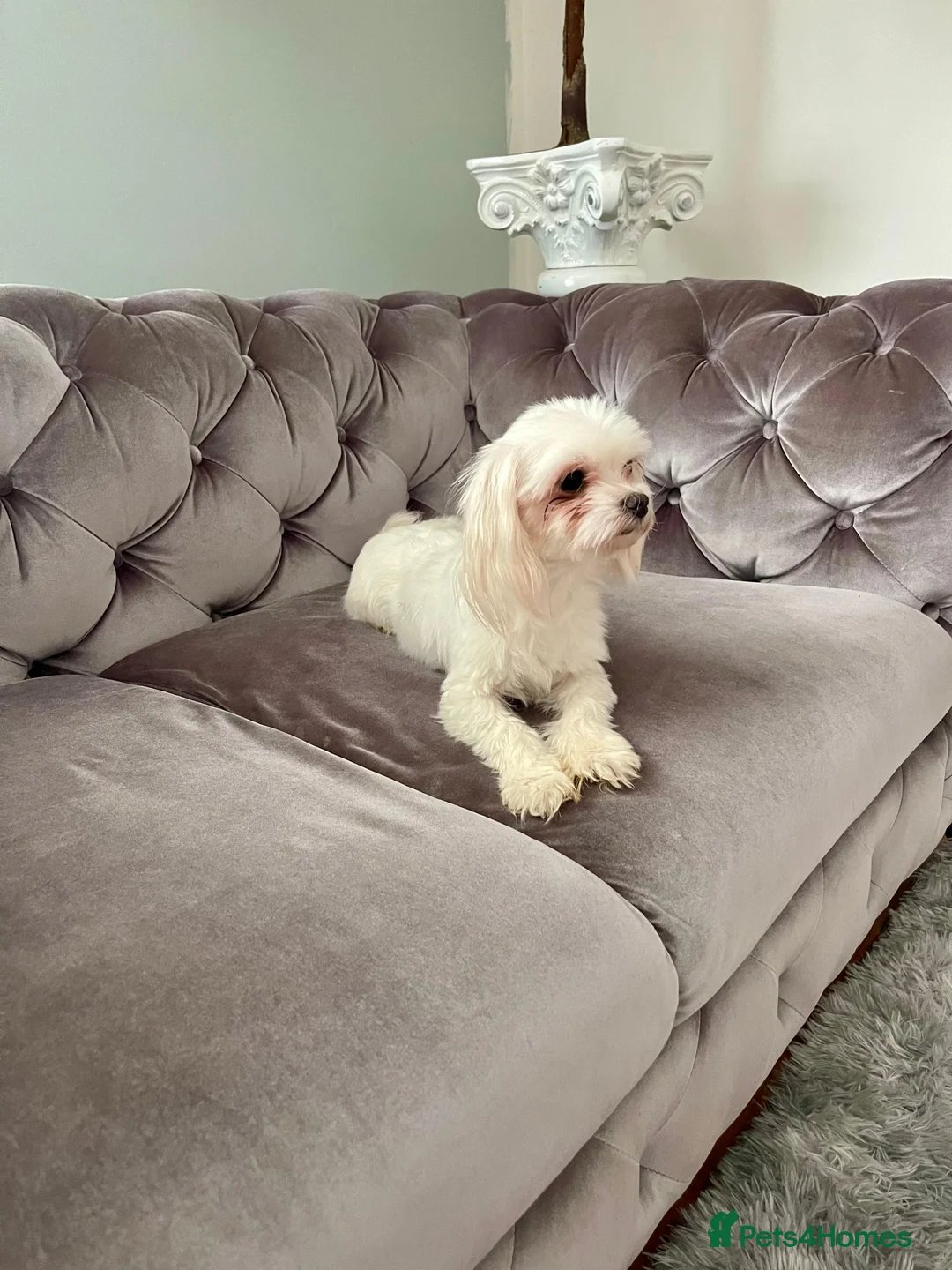 Maltese dogs for sale: Loving Home Wanted for Sweet Maltese Girl - Advert 16