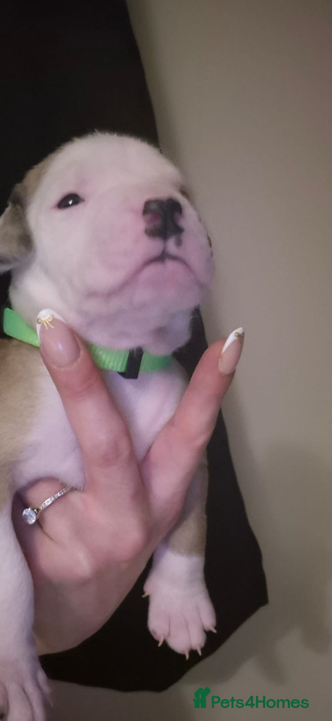 American Bulldog dogs for sale: AMERICAN BULLDOGS PURE BREEDS  - Advert 13