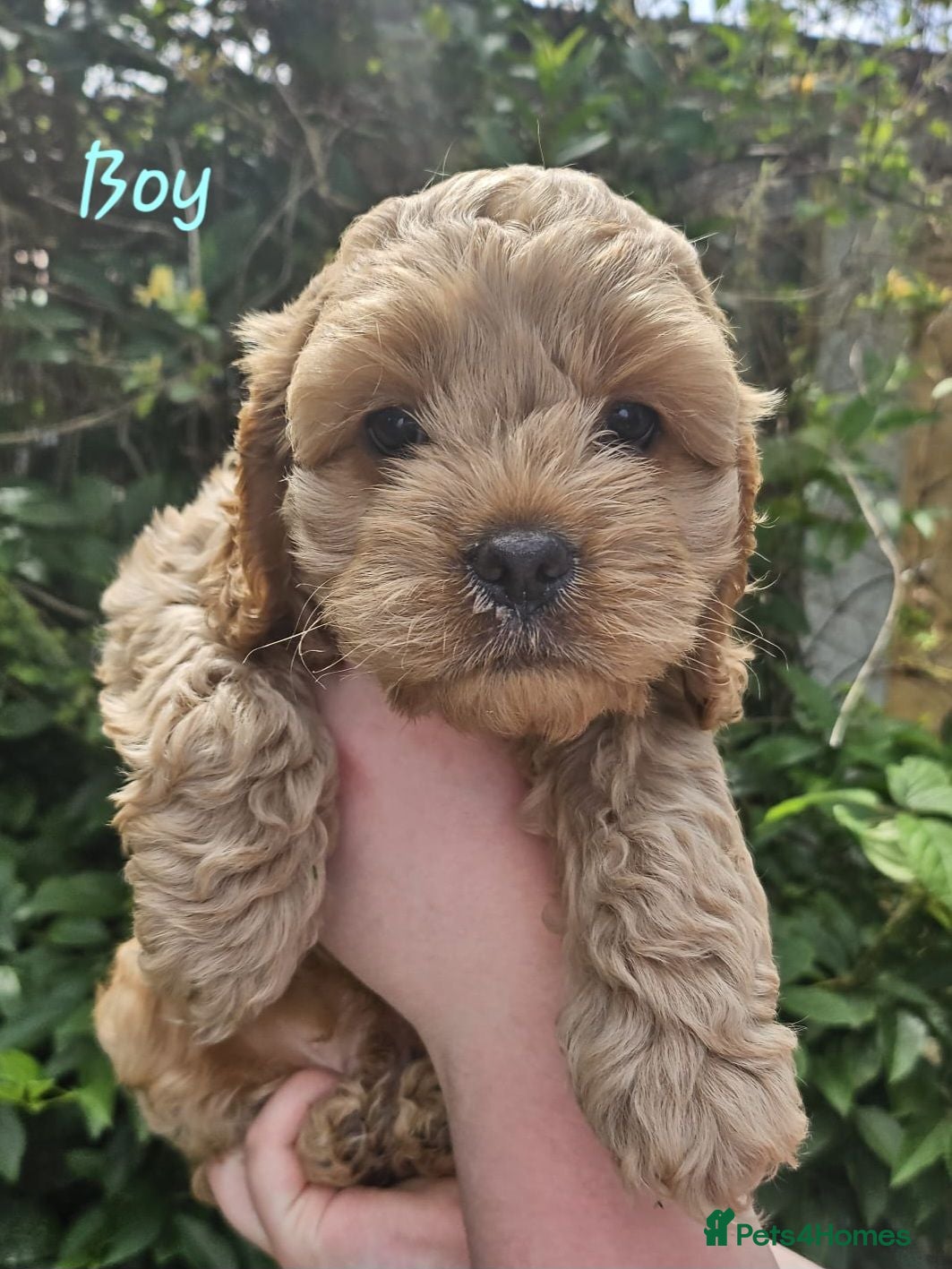 Cockapoo dogs Gorgeous Cockalier/Toy poodle pups - Advert 1