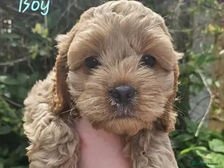 Cockapoo dogs Gorgeous Cockalier/Toy poodle pups - Advert 1