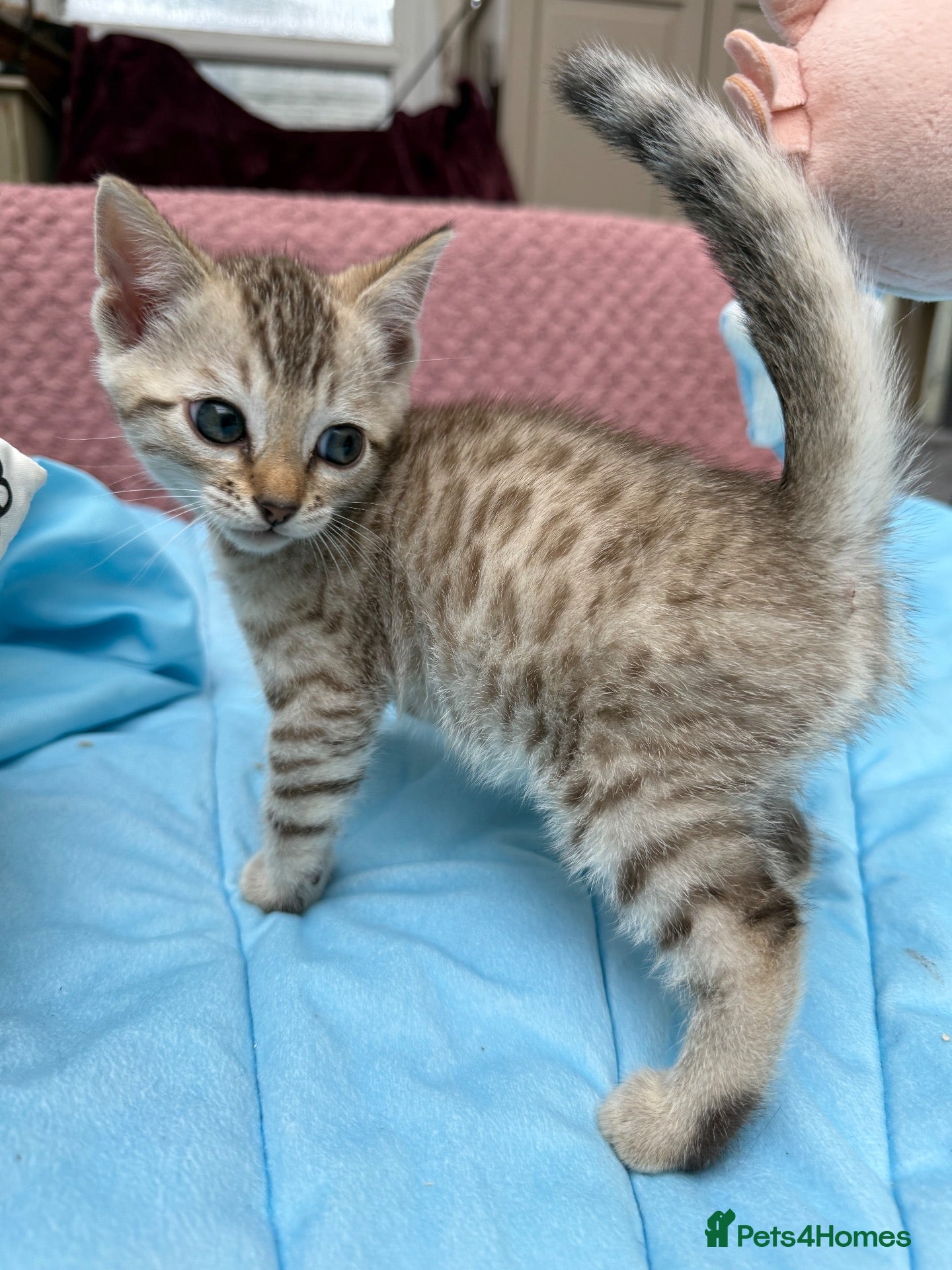Bengal cats for sale: Snow Mink & Lynx 🩷💙 Pedigree TICA Bengal Kittens - Advert 19