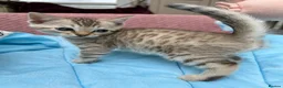 Bengal cats for sale: Snow Mink & Lynx 🩷💙 Pedigree TICA Bengal Kittens - Advert 14