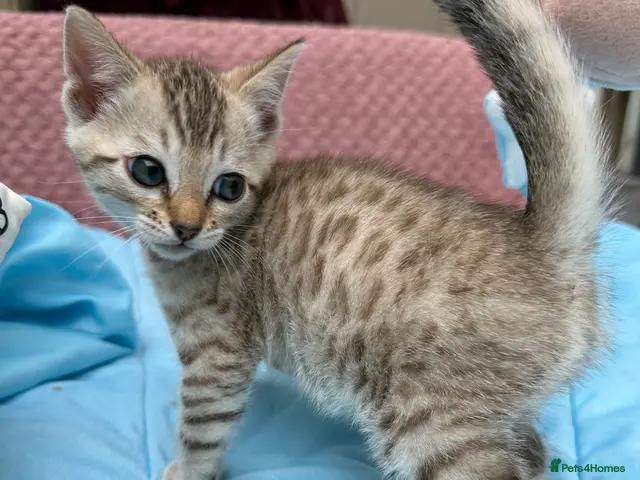 Bengal cats for sale: Snow Mink & Lynx 🩷💙 Pedigree TICA Bengal Kittens - Advert 2