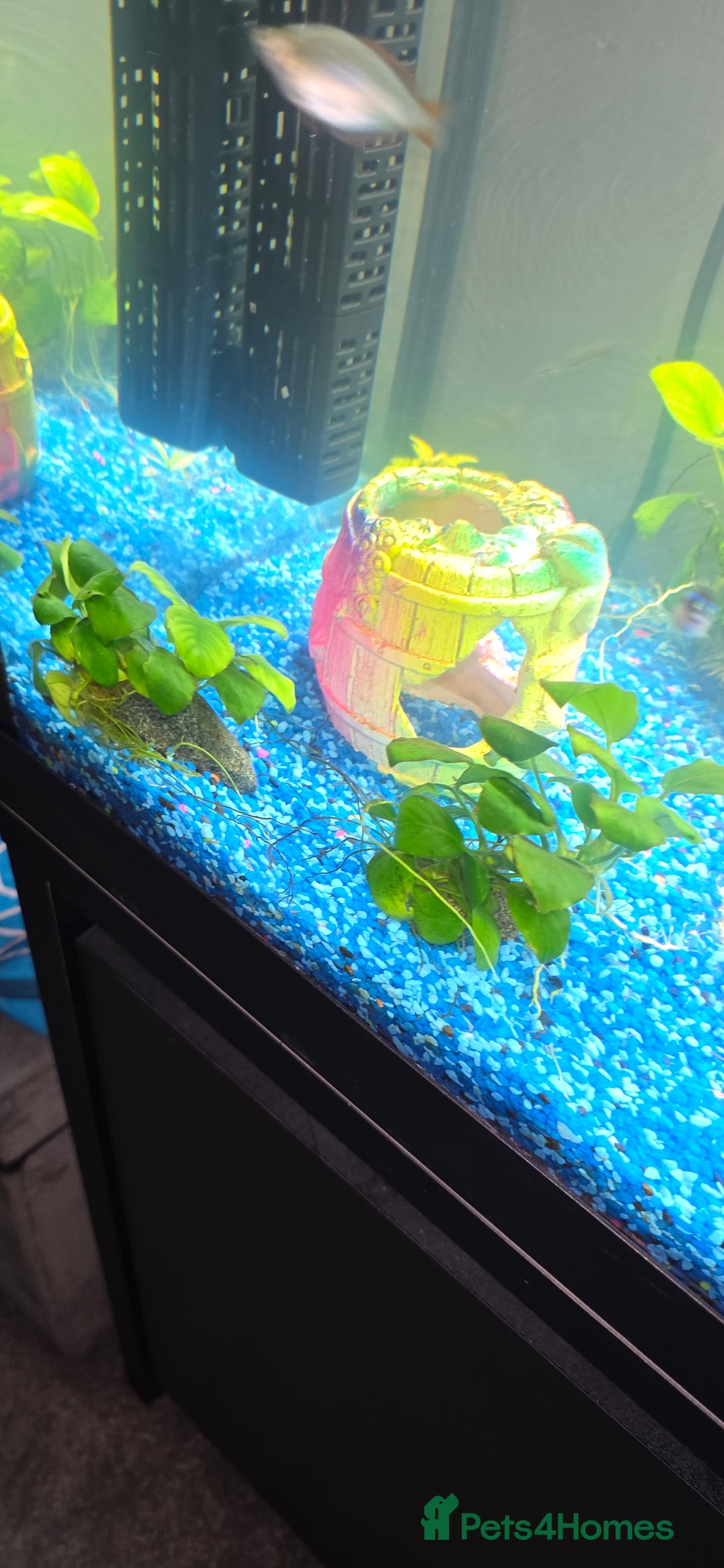 Platies fish for sale: Fluval roma 125l Tank Complete Set up - Advert 11