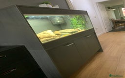 Dragon reptiles for sale: Mia the Beautiful bearded dragon  - Image 12