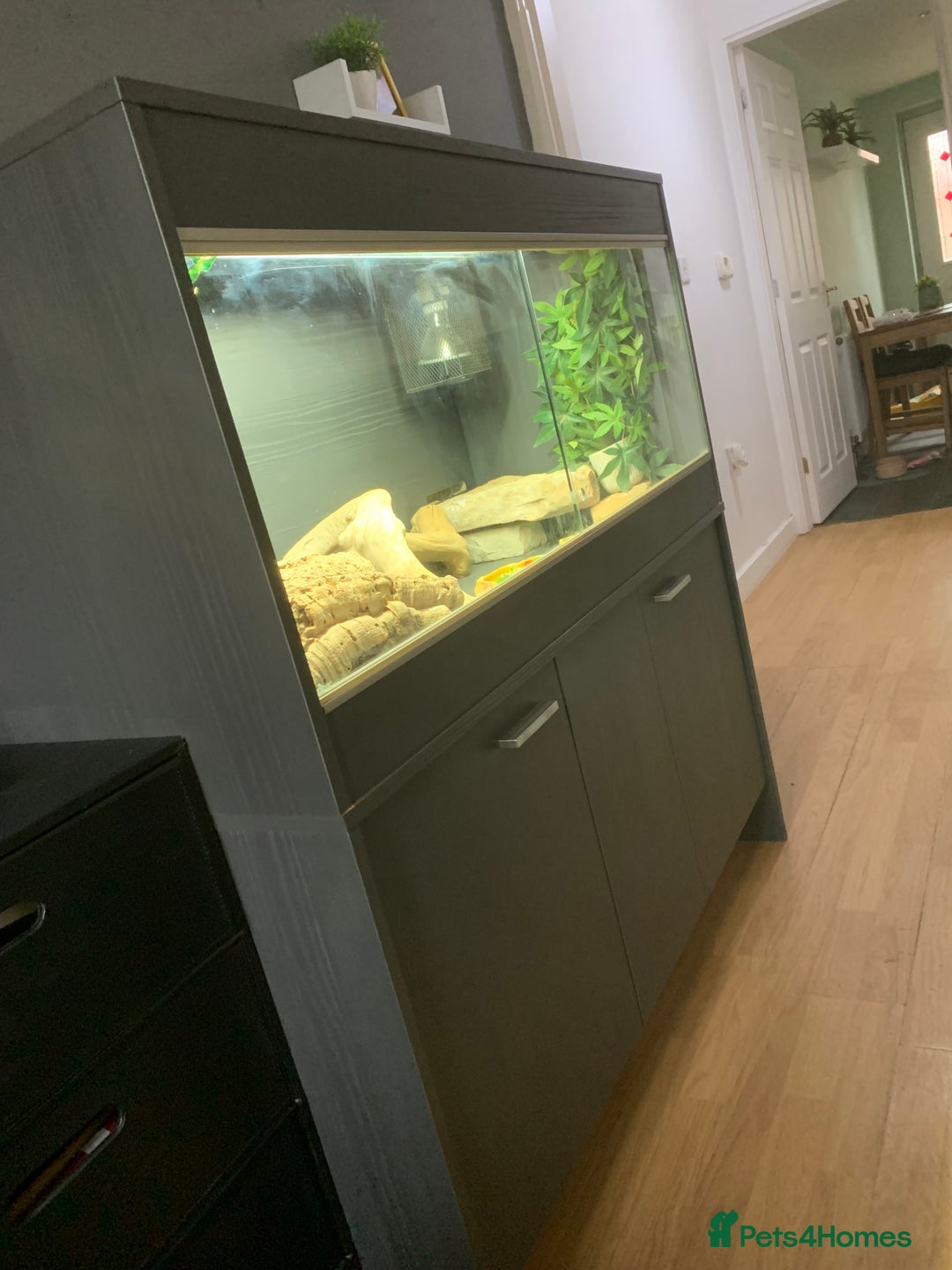 Dragon reptiles for sale: Mia the Beautiful bearded dragon  - Image 12