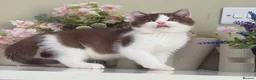 British Shorthair cats for sale: Gorgeous British Kittens - Advert 16