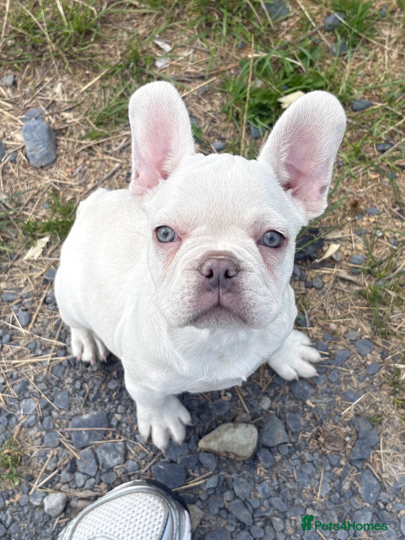 French Bulldog dogs 🔥Ready now and only 1 girl left🔥KC registered  - Advert 2