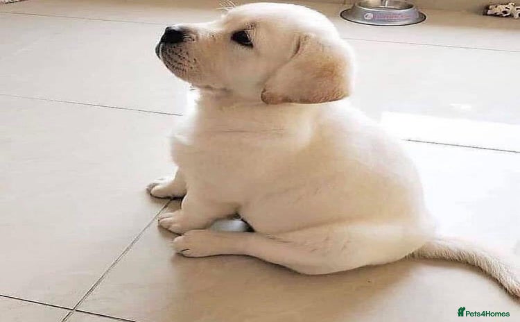 Labrador Retriever dogs - Advert 1