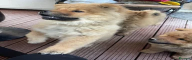 Chow Chow Puppy 7