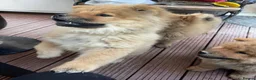 Chow Chow dogs for sale: 7 chow chow puppies  - Advert 6