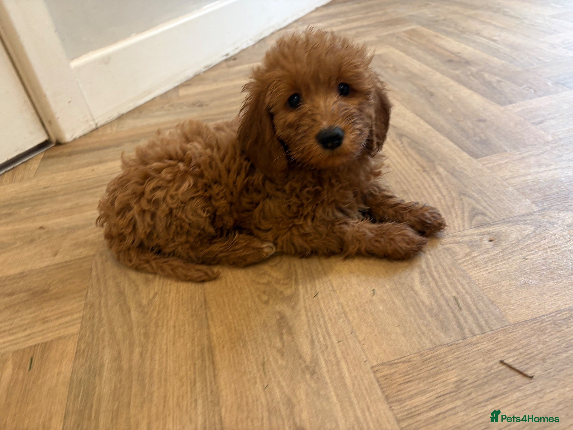 Mini Goldendoodle dogs Mini goldendoodle - Advert 13
