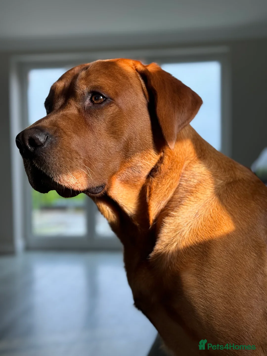 Labrador Retriever dogs for stud: PROVEN & FULLY HEALTH TESTED KC Dark Fox Red Stud  in York - Advert 28