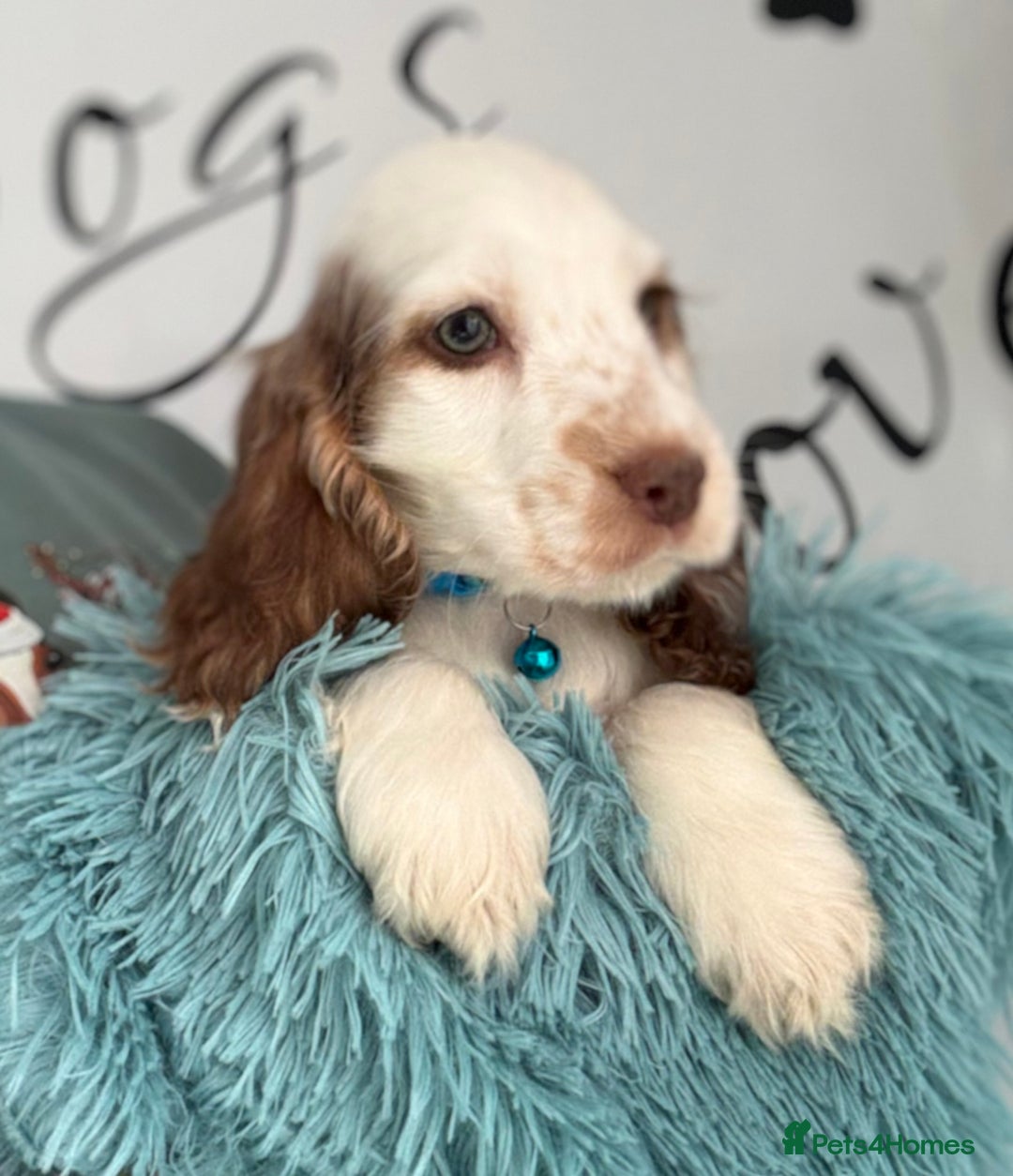 Cocker Spaniel dogs for sale: **Available now** show line cocker spaniels  - Image 6