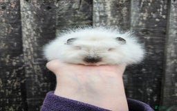 Guinea Pig rodents for sale: 3 baby swiss boars - Image 4