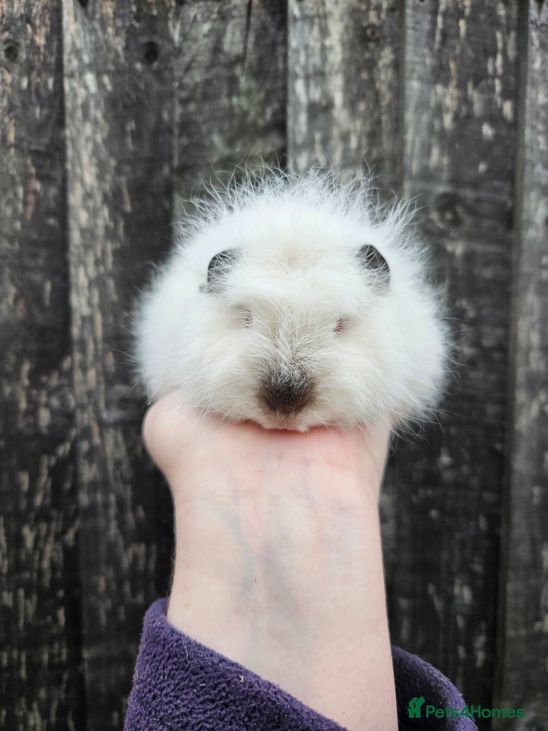 Guinea Pig rodents for sale: 3 baby swiss boars - Image 4