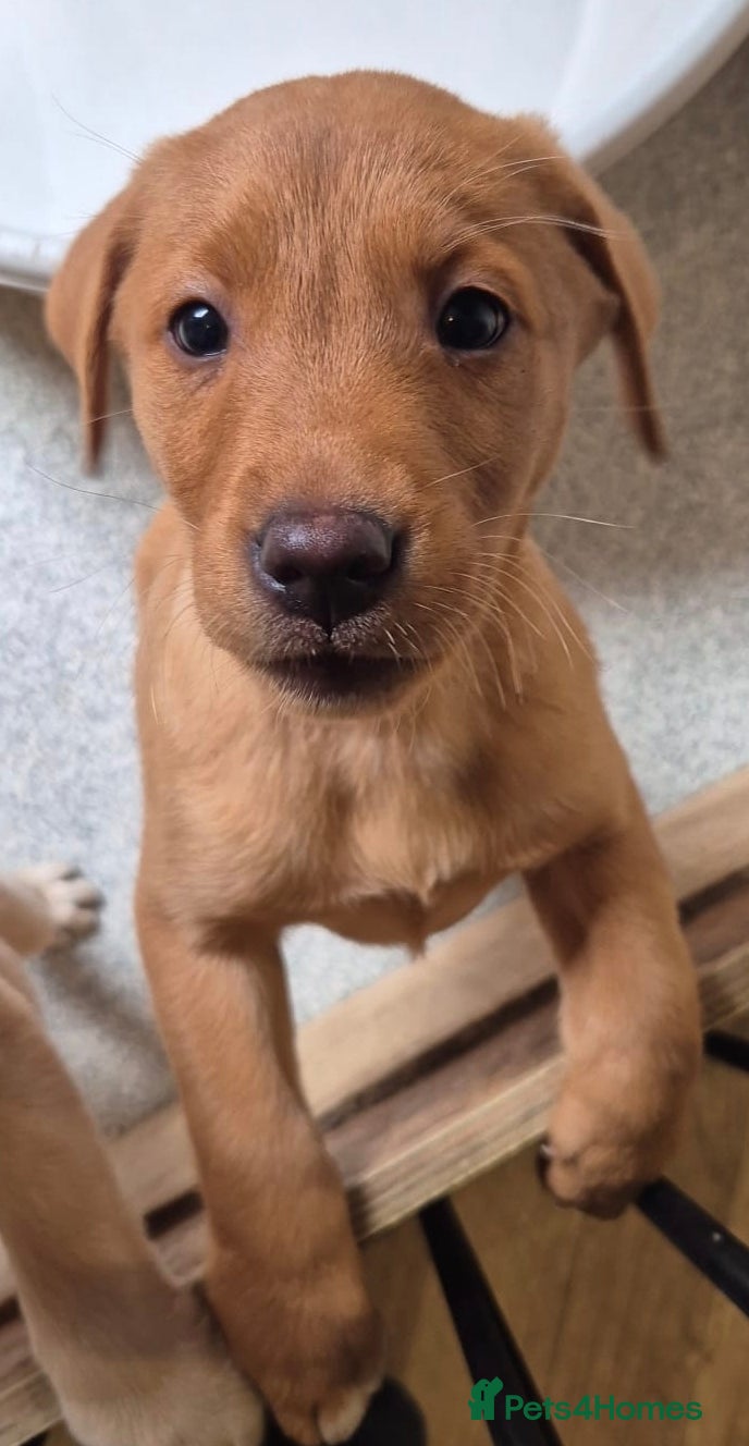 Labrador Retriever dogs KC Reg Red Lab Pup. 1 girls left - Advert 7